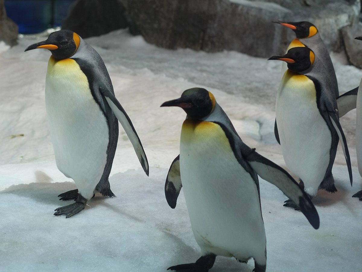 A line of king penguins waddling across the snow in single file.