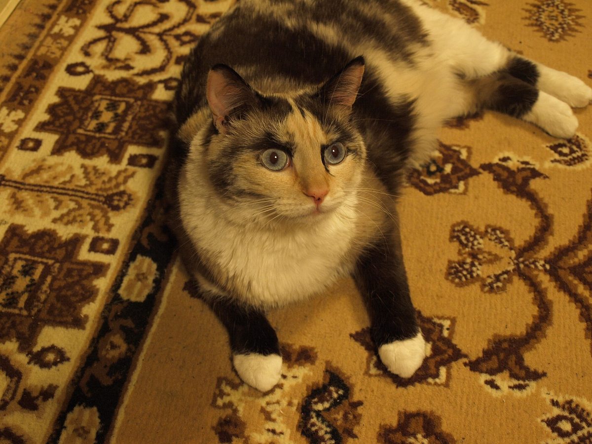 A calico cat lying on a patterned rug, staring wide-eyed at the camera.